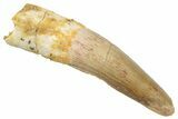 Fossil Spinosaurus Tooth - Real Dinosaur Tooth #268392-1
